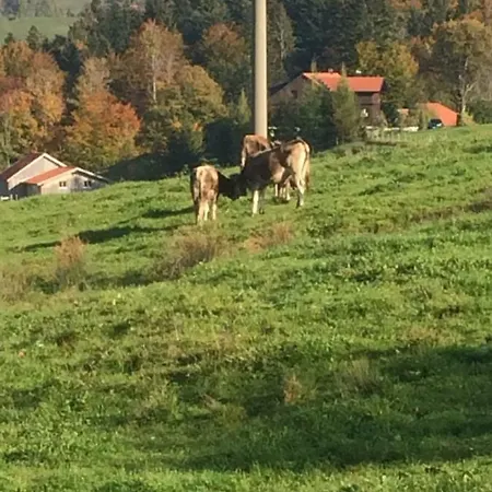 „hirsch“ * Oberstaufen